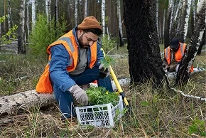 Selective logging in a natural forest