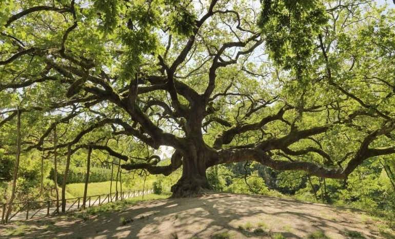 Oak Tree - Majestic Pillar