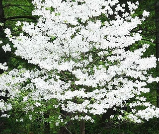 Pacific Dogwood Tree Flowers - Spring Blooms
