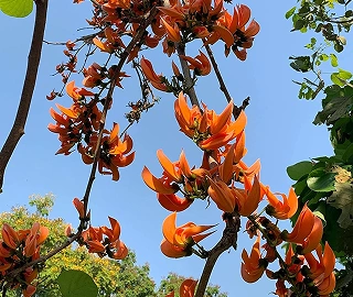 Palash Tree - Vibrant Blossoms