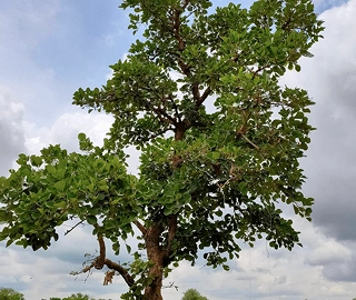 Palash Tree Cultural Significance