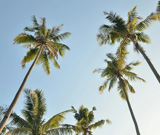 Palm Tree Ecological Importance