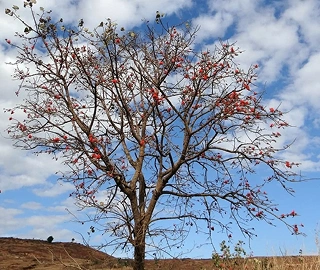 Pangara Tree - Vibrant Red Flowers