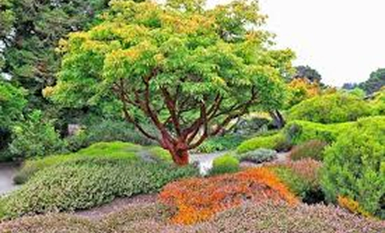 Paperbark Maple Tree - Stunning Beauty