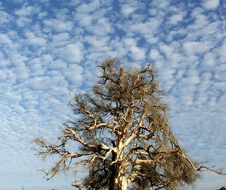 Paperbark Tea Tree - Medicinal Properties