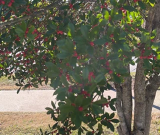 Paraguayan Holly Tree - Glossy Leaves