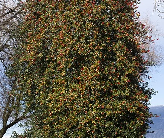 Paraguayan Holly Tree Berries