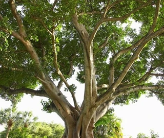 Peepal Tree Environmental Benefits