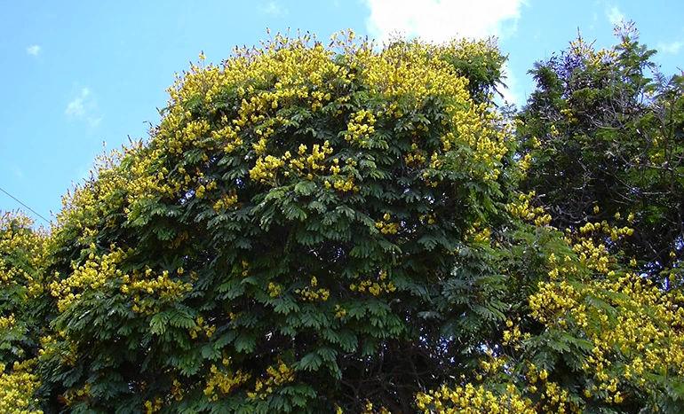 Peltaform Tree - Mystical Secrets