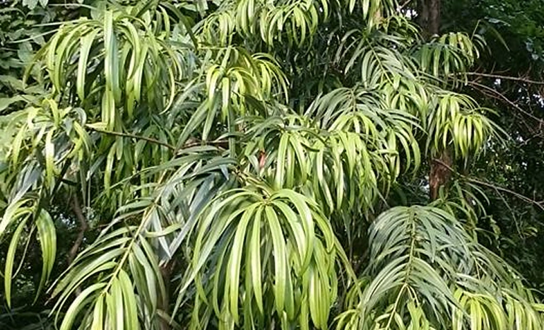 Pencilwood Tree - Nature's Hidden Gem