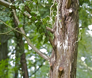 Pencilwood Tree - Ecological Benefits