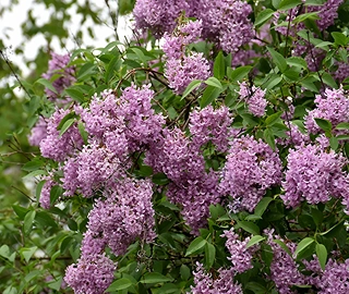 Persian Lilac Tree - Beautiful Flowers