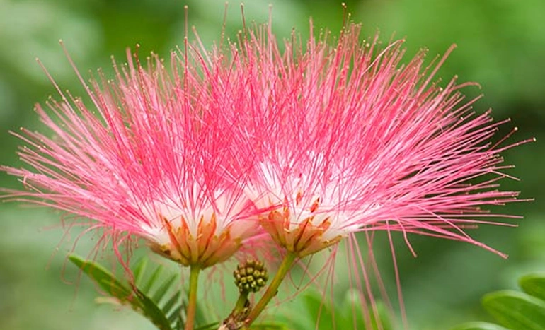 Persian Silk Tree - Nature's Stunning Beauty