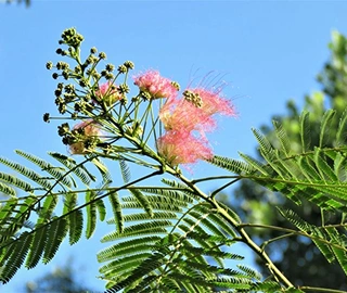 Persian Silk Tree - Fluffy Pink Flowers