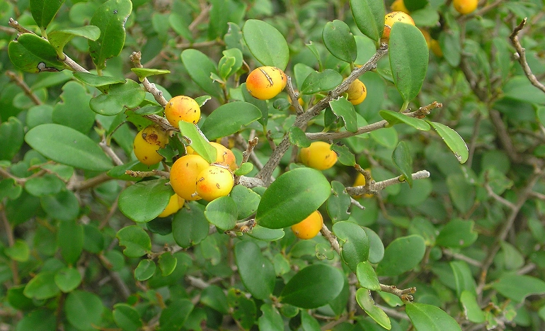Philippine Ebony Tree - Sustainable Forestry