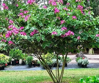 Purple Orchid Tree - Vibrant Flowers