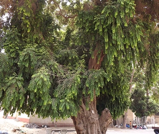 Putranjiva Tree - Medicinal Properties