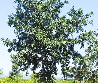 Putranjiva Tree Cultural Significance