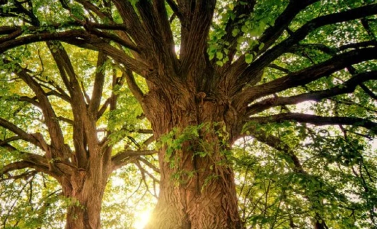 Queensland Blackbutt Tree - Beauty and Benefits