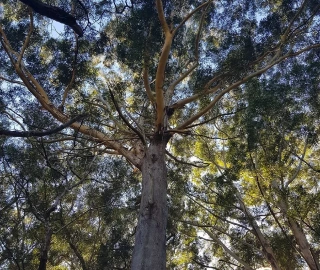 Queensland Blackbutt Tree Landscape