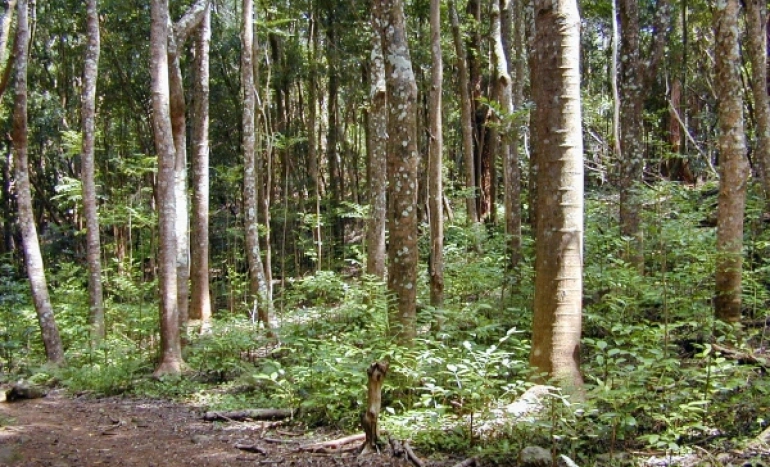 Queensland Maple Tree - Native Australian Gem