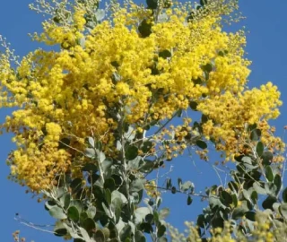 Queensland Silver Wattle Tree Environmental Benefits