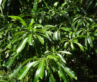 Quinine Tree - Malaria Treatment