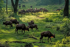 Aerial view of pasture with evenly spaced trees and grazing animals