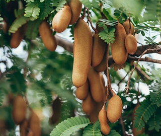 Tamarind Tree - Majestic Beauty