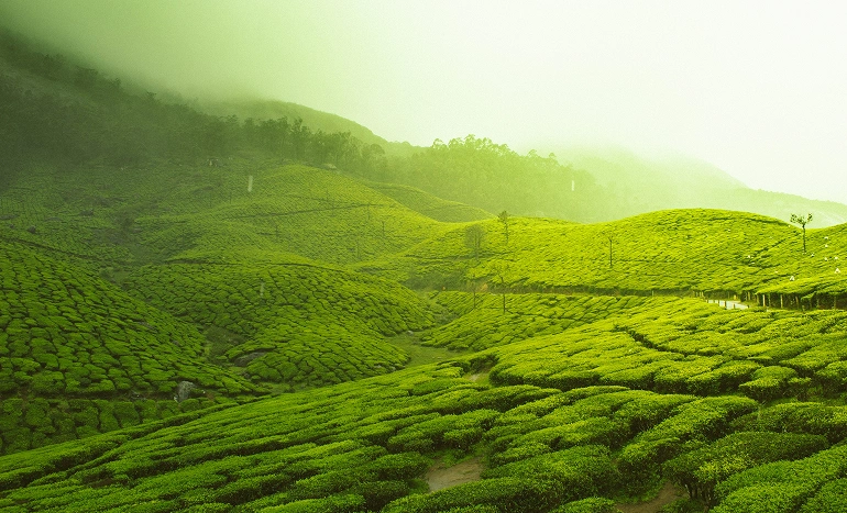 Tea Tree - Natural Skincare and Wellness