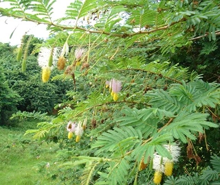 Tembhurni Tree - Medicinal Properties