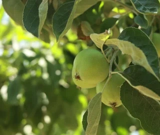 Aadoo Tree Cultural Significance