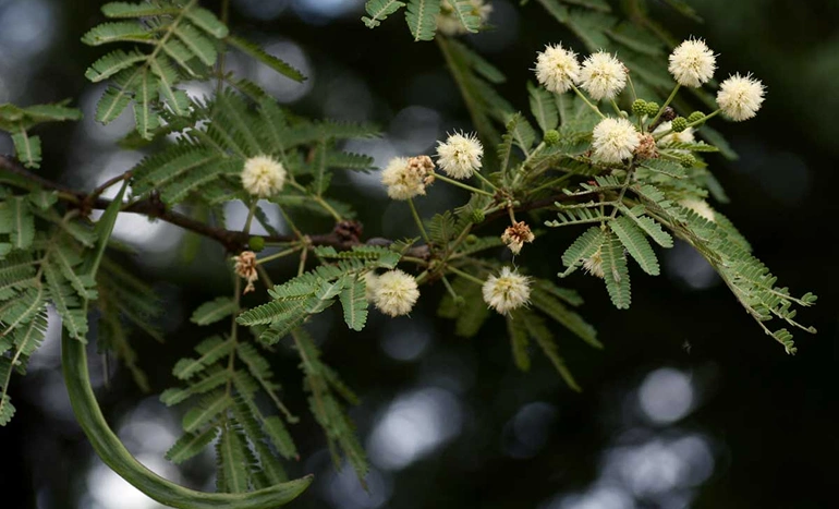 Aspalove Tree - Guardian of Ecology and Tradition