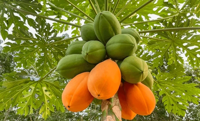 Papaya Tree - Nature's Remarkable Species