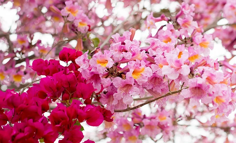 Pink Poui Tree - A Blossoming Symbol of Beauty and Resilience