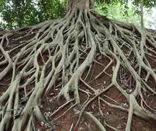 Root Systems - Underground Network