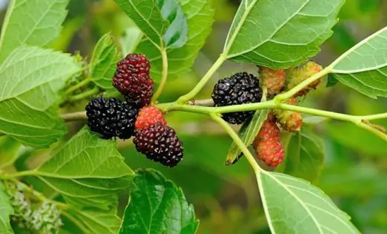 Shahtoot Tree - A Treasure of Nature's Bounty