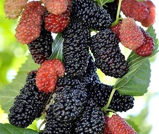 Shahtoot Tree - Majestic Beauty