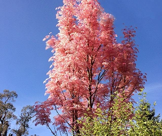 Toon Tree - Graceful Guardian