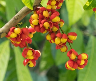 Tulipwood - Majestic Timber