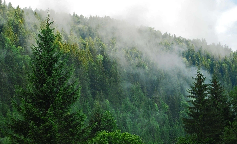 Turkish Pine Tree - Nature's Resilient Wonder