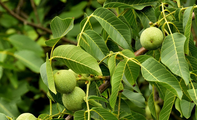 Walnut Tree - Health Benefits