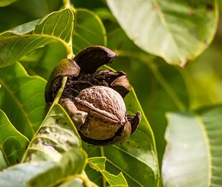 Walnut Tree Plantation
