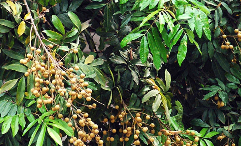 Wampi Tree - Superfruit Plant
