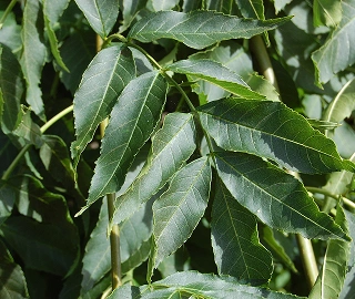 Walnut Tree Plantation