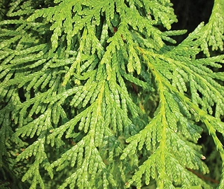 Walnut Tree Fruits - Nutritional Benefits