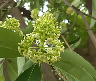Walnut Tree Plantation