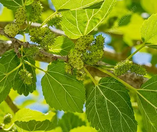 Walnut Tree Plantation