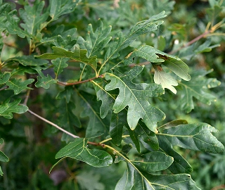 Walnut Tree Plantation