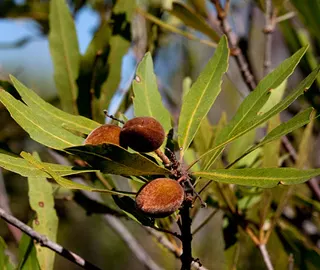 Wild Badam Tree - Majestic Canopy
